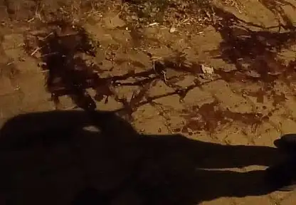 Ödemiş'te Silahlı Saldırı: Üç Kardeş Hayatını Kaybetti