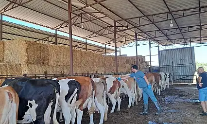 Küçük Menderes Havzası'nda Şap Hastalığı Vakaları Artıyor