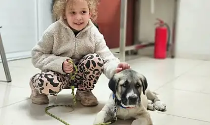 ÖDEMİŞ'TE EVCİL HAYVANLAR İÇİN MİKROÇİP VE KUDUZ AŞISI UYGULAMASI SÜRÜYOR