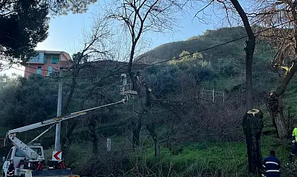 Tire'de ağaç budama çalışmaları yapıldı