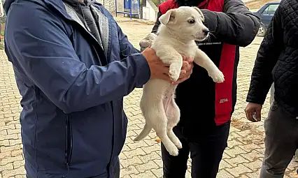 Tire'de Mikroçip ve Kuduz Aşısı Sahada Hızlandı