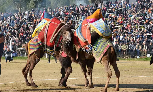Ege'de Deve Güreşi Heyecanı Başlıyor: Tire Arenası 25 Ocak'ta Yörük Kültürüne Sahne Olacak