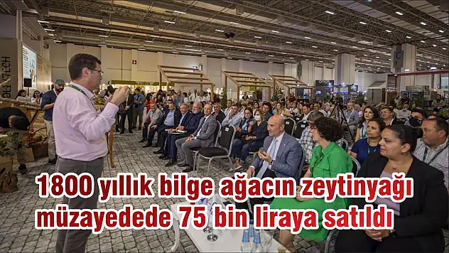 1800 yıllık bilge ağacın zeytinyağı müzayedede 75 bin liraya satıldı