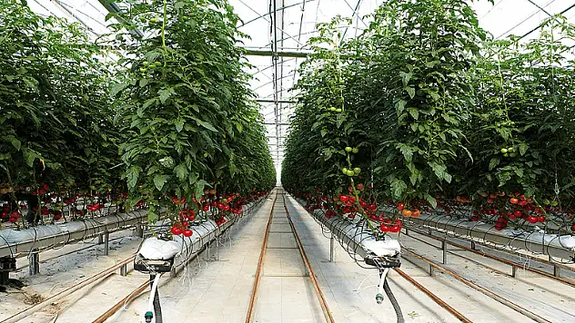 Agrobay Seracılık işçileri: 40’tan fazla işçi çıkarıldı