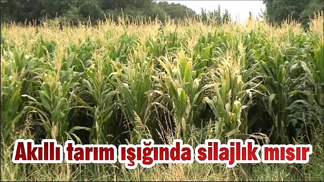 Akıllı tarım ışığında silajlık mısır