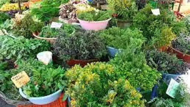 Alaçatı Ot festivali yaklaşıyor! Bu festivaller hakkında bilmeniz gerekenler