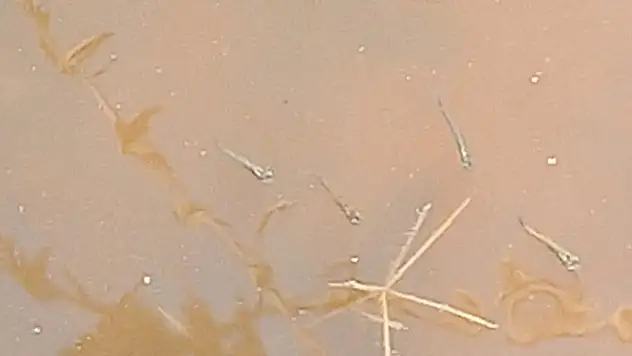 Aşırı yağış sonrası tarlalar balık çiftliğine döndü