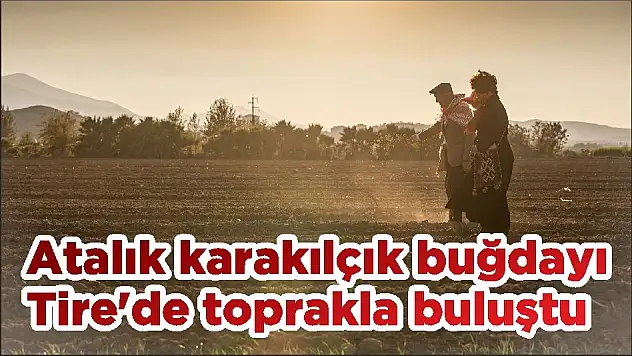 Atalık karakılçık buğdayı Tire'de toprakla buluştu