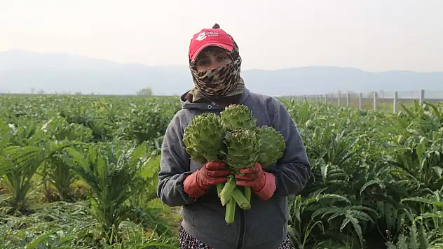 Aydın'da ilk enginar hasadı başladı