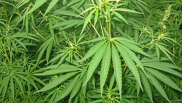 Aydın’da uyuşturucu operasyonunda bir şüpheli gözaltına alındı