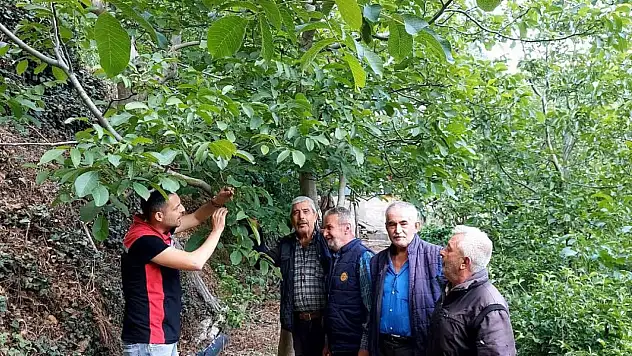 Bayındır İlçe Tarım ve Orman Müdürlüğü'nden Hisarlık Mahallesi'nde Hastalık ve Zararlı Kontrolleri