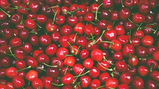 Bayındır, Kiraz Festivaline Hazırlanıyor