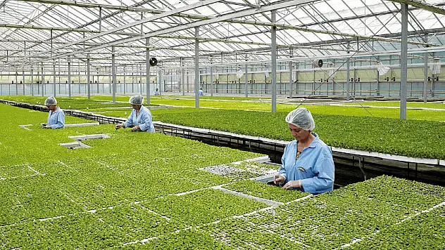 Bergama-Dikili Yolu üzerindeki Agrobay Seracılık işçilerinin tepkisi devam ediyor