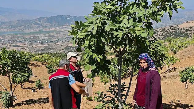 Beydağ'da İncirlerde Hasat Öncesi Denetim 