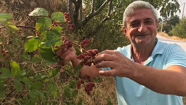 Böğürtlen zamanı