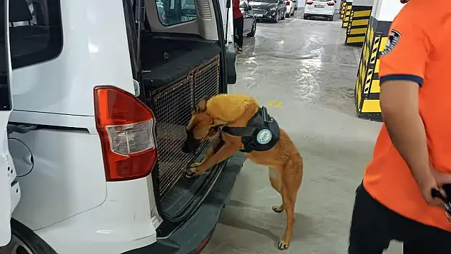 Bomba arama köpeği 'Niobe' göreve hazır