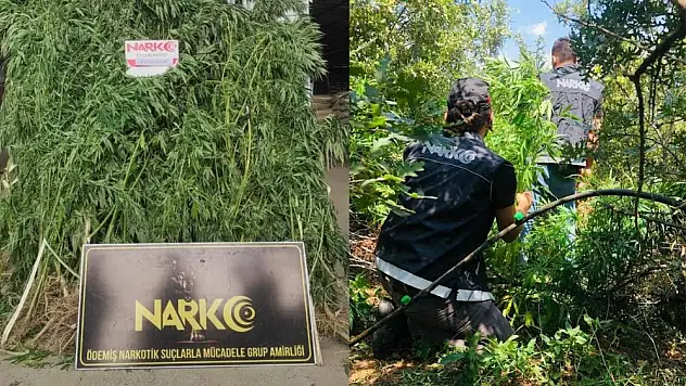 Büyük Çaplı Kenevir Ormanı Operasyonu