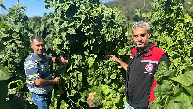 Çamyayla'nın Meşhur Fasulye ve Barbunyaları Sofralarda