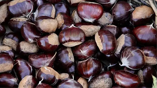 Çin Kestanesi Türk Kestanesi Pazarını Tehdit Ediyor