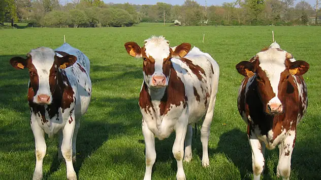 Damızlık birliğinden yağış mağduru üreticilere destek