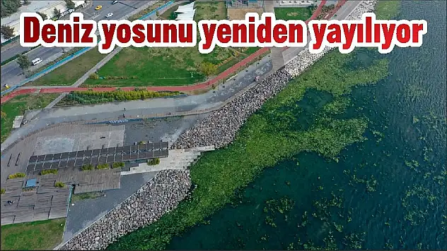 Deniz yosunu yeniden yayılıyor