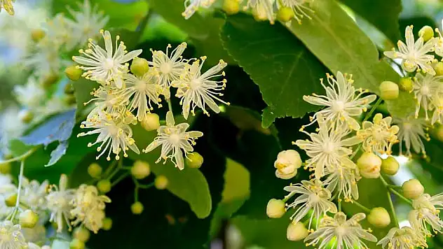 Ihlamurun faydaları