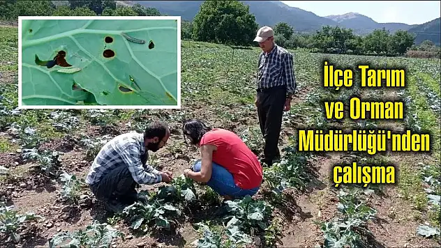 İlçe Tarım ve Orman Müdürlüğü'nden çalışma