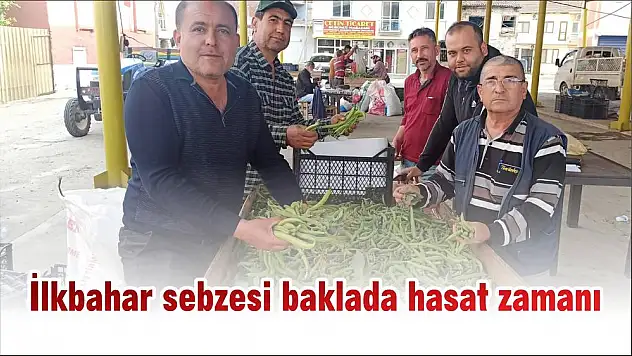 İlkbahar sebzesi baklada hasat zamanı