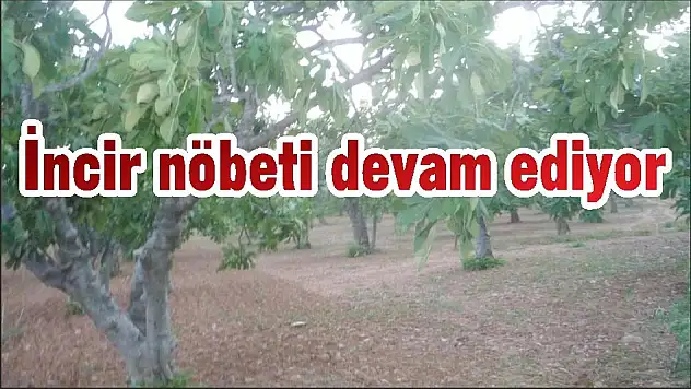 İncir nöbeti devam ediyor