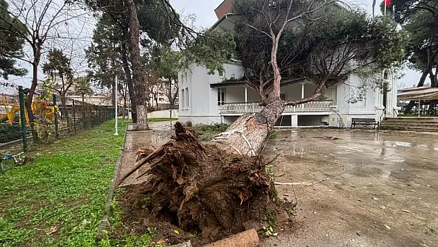 İZMİR BÜYÜKŞEHİR'İN ÖDEMİŞ'TEKİ HİZMET BİNASINA ASIRLIK AĞAÇ DEVRİLDİ