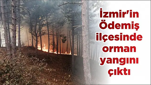 İzmir’in Ödemiş ilçesinde orman yangını çıktı