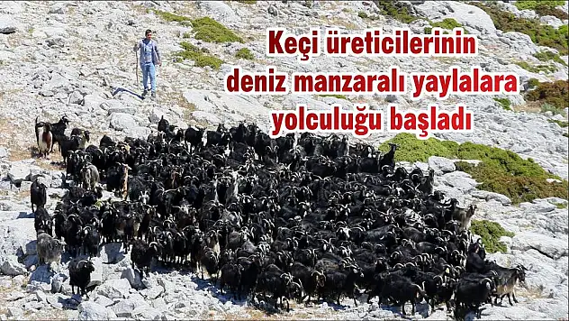 Keçi üreticilerinin deniz manzaralı yaylalara yolculuğu başladı