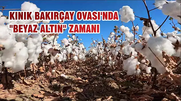 KINIK BAKIRÇAY OVASI’NDA “BEYAZ ALTIN” ZAMANI