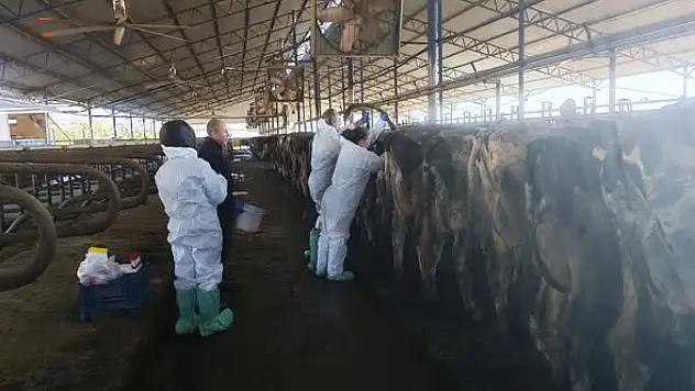 Kiraz'da Hayvan Sağlığı İçin Rutin Kan Numunesi Alımı Yapıldı