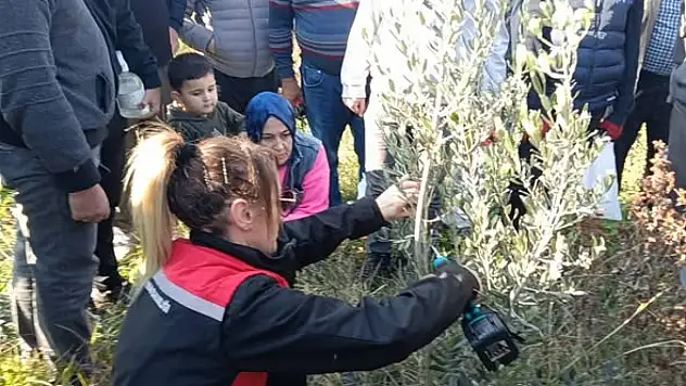 KİRAZ'DA ZEYTİN YETİŞTİRİCİLİĞİ KURSU DÜZENLENDİ