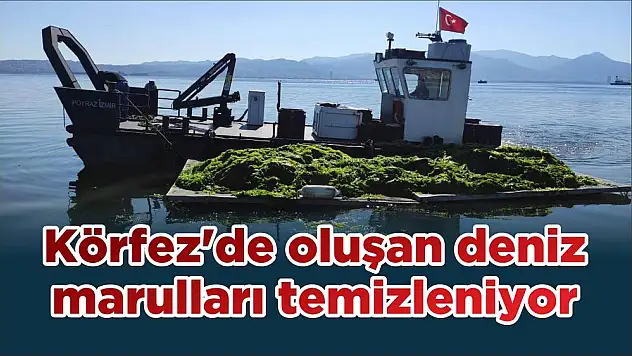 Körfez'de oluşan deniz marulları temizleniyor
