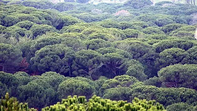 Kozak’ta madenlerden uzak bölgelerde çam fıstığı kendisini toparlıyor