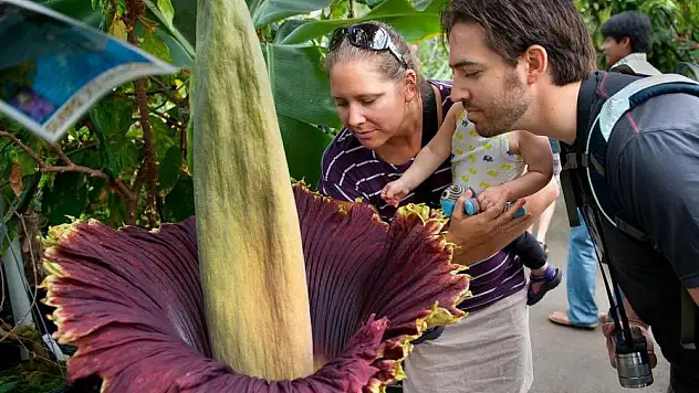 Leşten farksız: Titan Arum Çiçeği