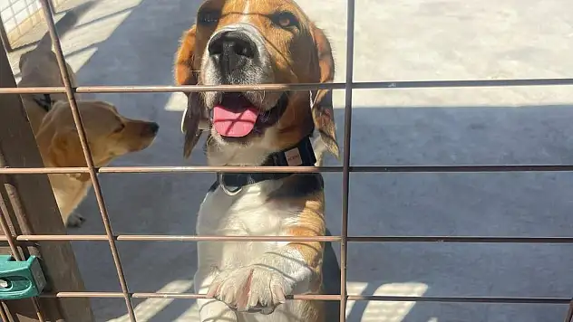 Mama fiyatları arttı, hayvanlar terk ediliyor