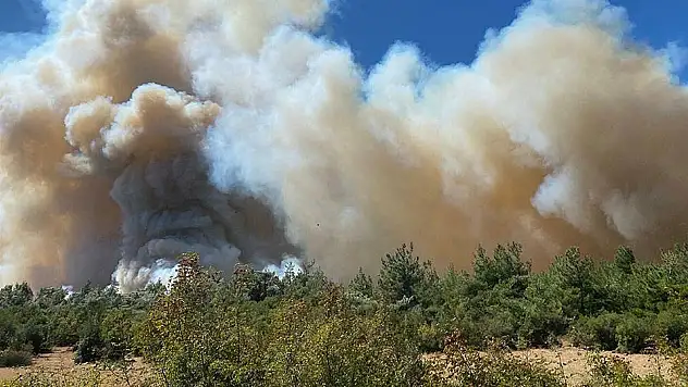 Manisa'da orman yangını