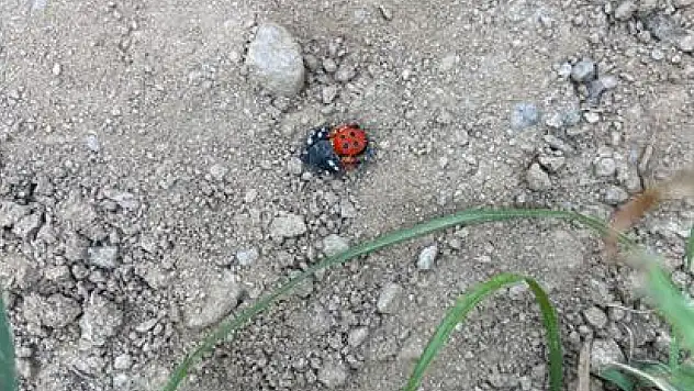 Ödemiş Balabanlı'da Zehirli Örümcek Paniği
