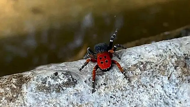 Ödemiş Demircili Mahallesi'nde Zehirli Örümcek Paniği