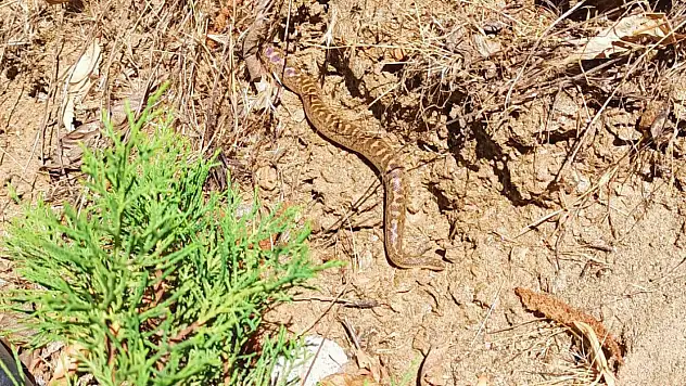 ÖDEMİŞ GÖLCÜK'TE ÇİFT BAŞLI YILAN GÖRÜLDÜ