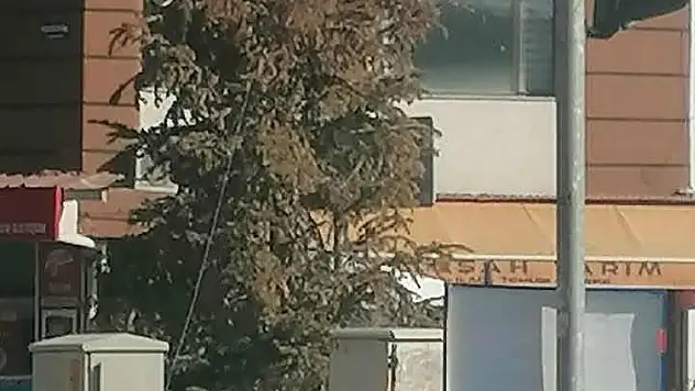 ÖDEMİŞ MEZARBAŞI'NDA DİKİLEN YILBAŞI ÇAMI KURUMAYA BAŞLADI