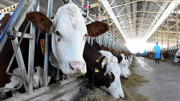 Ödemiş Şap Tehlikesini Sıkı Tedbirlerle Aştı, Ama Alarm Devam Ediyor