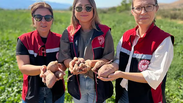 Ödemiş'te Alternatif Ürünlerde Hasat Öncesi ve Gelişim Kontrolleri
