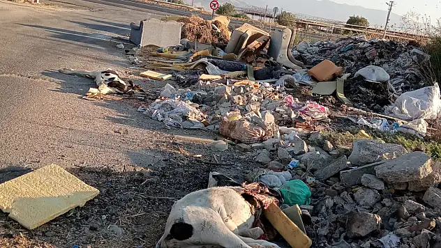 Ödemiş'te Bağlar Caddesi'nde Çöp ve Hayvan Ölüleri Vatandaşları Rahatsız Ediyor