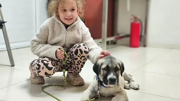 ÖDEMİŞ'TE EVCİL HAYVANLAR İÇİN MİKROÇİP VE KUDUZ AŞISI UYGULAMASI SÜRÜYOR