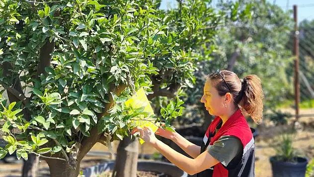 Ödemiş'te Tarım Müdürlüğü Ekiplerinden Yoğun Çalışma