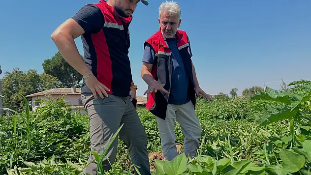 Ödemiş'te tatlı patates üretiminde yeni adım